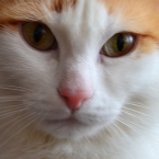 Ванские кошки: Правда о разном цвете глаз и несовместимый с международными турецкий «стандарт»