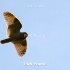 ����: stickers.panarmenian.net