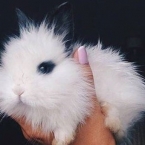  ������������ ���������� ��������� �������� 