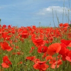  ������ �������� �������� ����������� ��������������� �������� ����������� ����� 