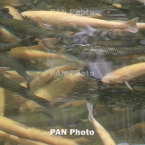  ������� ����� ����� ��� 