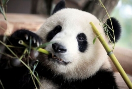 В Китае намерены клонировать панд