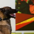  ������������ ������ ���������� ����������� ������ 