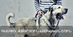 Գամփռ. Զտարյուն հայկական շուն