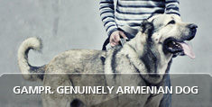 Gampr - Genuinely Armenian Dog