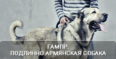 Гампр - Подлинно армянская собака 