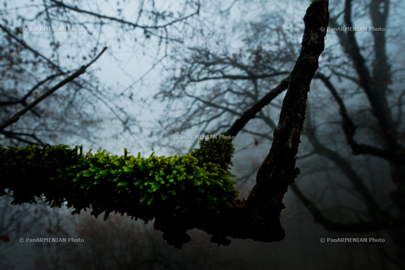 Հայկական բնապատկերներ. Իջևան, Լաստիվեր