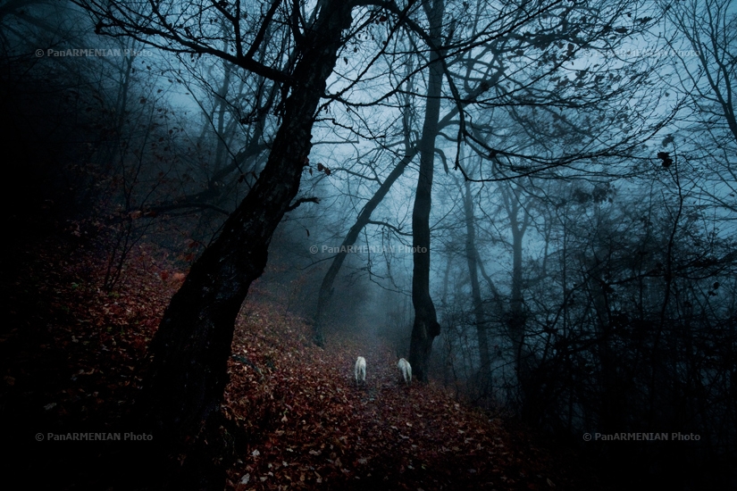 Հայկական բնապատկերներ. Իջևան, Լաստիվեր