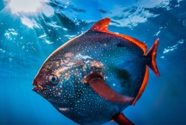 Обнаружена первая в мире теплокровная рыба