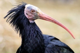 Rare bird may disappear as IS captures Palmyra