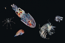 Тысячи неизвестных видов: Создан самый объемный каталог морского планктона