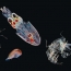 Тысячи неизвестных видов: Создан самый объемный каталог морского планктона