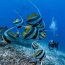 Сервис Google Maps добавил панорамные снимки подводного мира