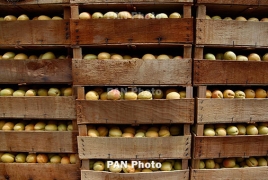 Армения уже экспортировала порядка 10 тысяч тонн абрикосов: Почти в 10 раз больше, чем за весь прошлый год