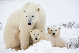 Ученые: Белые медведи исчезнут с лица Земли через 10 лет