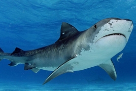 Исследователи решили оценить точное количество всех акул
