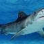 Исследователи решили оценить точное количество всех акул