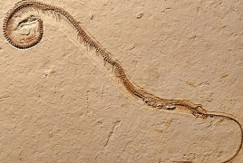 Обнаружена древняя змея с четырьмя лапами