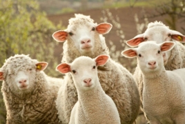 Italian police say mafia communicated with ‘sheep code’