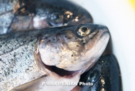 Armenia’s fishery production grows by 29.6 % in first half of 2015