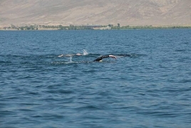 Հայ էքստրեմալները լողալով անցել են Սևանի 10 կմ-ը՝ առանց հանգստի