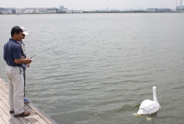 В Сингапуре качество воды будут контролировать лебеди-роботы