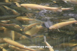 ԵՏՀ. ՌԴ-ում արգելված նորվեգական ձուկը չի անհետանա Հայաստանի վաճառասեղաններից