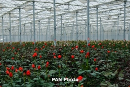 Կոտայքում հոլանդական վարդեր աճեցնող ընկերությունը հարկային արտոնություն է ստացել. Մոտ 1.6 մլրդ դրամի ներդրում կարվի