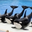 SeaWorld to phase out controversial killer whale display in San Diego
