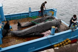 Japan to resume whaling in Antarctic despite Int’l Court of Justice ruling