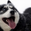 Ученые расшифровывают «язык» собак