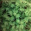 Colombia legalises medical marijuana