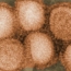«Свиной» грипп: Виды, симптомы, профилактика и лечение
