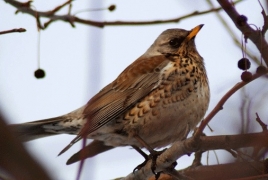 Птицы Еревана: Как изменение экологии города меняет видовой состав пернатых столицы