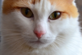 Ванские кошки: Правда о разном цвете глаз и несовместимый с международными турецкий «стандарт»