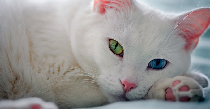 van cat white