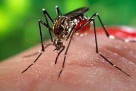 No Zika-carrying mosquito species found in Armenia