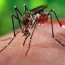 ՀՀ-ում զիկա տենդը փոխանցող մոծակներ չեն հայտաբերվել, բայց  ներթափանցումը չի բացառվում
