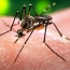 First Zika virus case confirmed in Europe