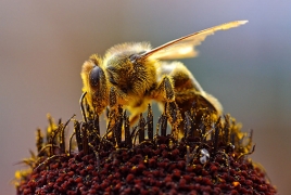 Հայկական դեղին մեղուն. Ոչ միայն մեղր «արտադրող», այլև լավ զենք