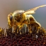 Yellow Armenian bee: honey supplier and weapon