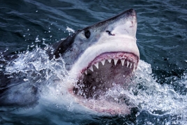 Experts say 2015 saw record 98 unprovoked shark attacks worldwide