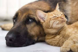 Исследование: Собаки любят хозяев в шесть раз сильнее кошек