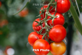 Armenia’s fresh fruit and vegetables exports rise dramatically