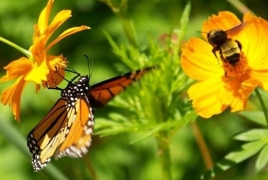 Species of wild bees, butterflies pollinating plants face extinction: UN