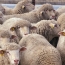 Армения делает все возможное  для недопущения проникновения чумы мелкого рогатого скота из соседних стран