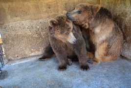 Sickened bears from Armenia get new home in Romania