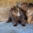 Фонд «Бриджит Бардо» поможет перевести медведей из зоопарка Гюмри в Румынию