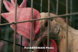 Армения запретила ввоз 20 тонн курятины из Украины: Мясо будет уничтожено, либо реэкспортировано