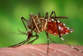 Zika-transmitting mosquito found in Chile for first time in decades